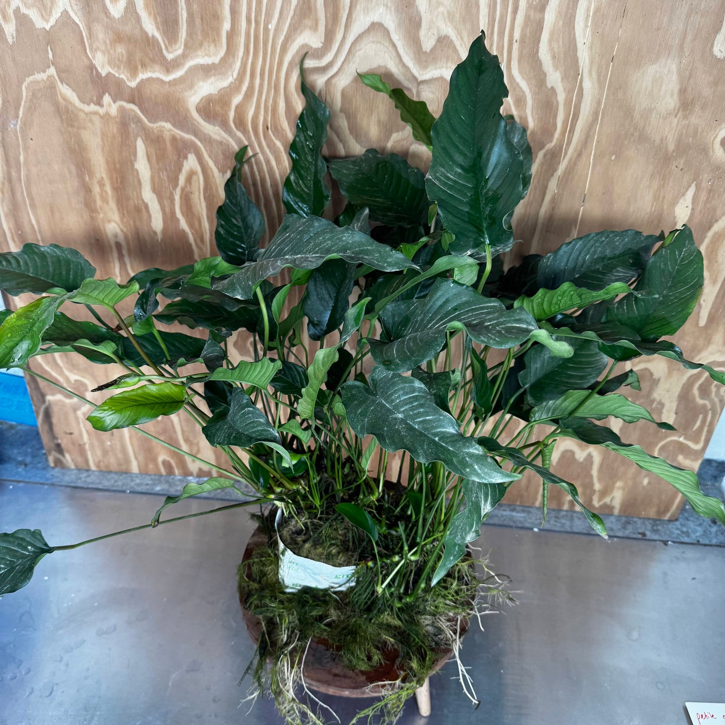Pisces Enterprises One Only Anubias Emerald Heart Mother Plant - Extra-special, Advanced Plant - One Only Buy this Anubias Mother Plant Aquarium Plant from Scapeshop Australia