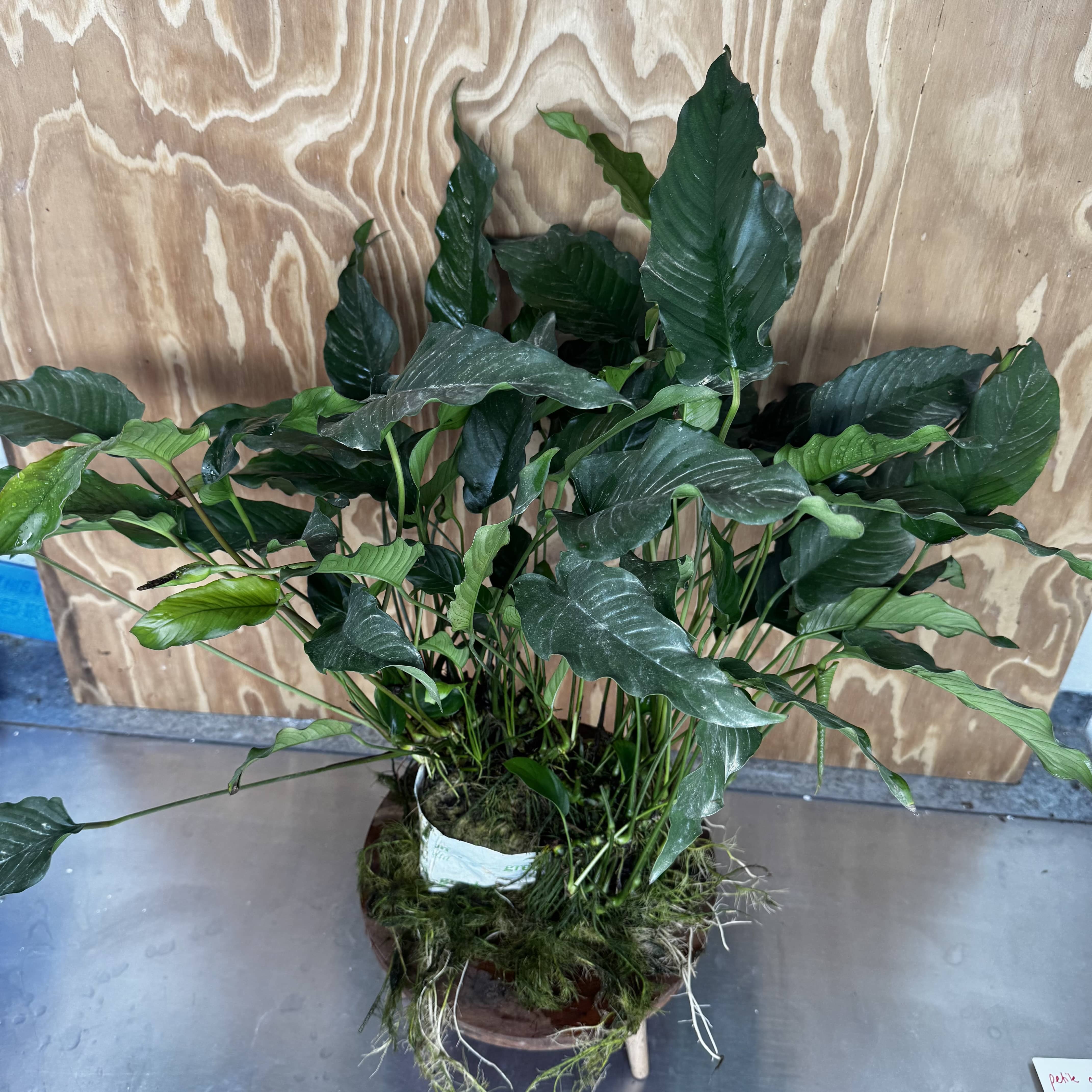 Pisces Enterprises One Only Anubias Emerald Heart Mother Plant - Extra-special, Advanced Plant - One Only Buy this Anubias Mother Plant Aquarium Plant from Scapeshop Australia