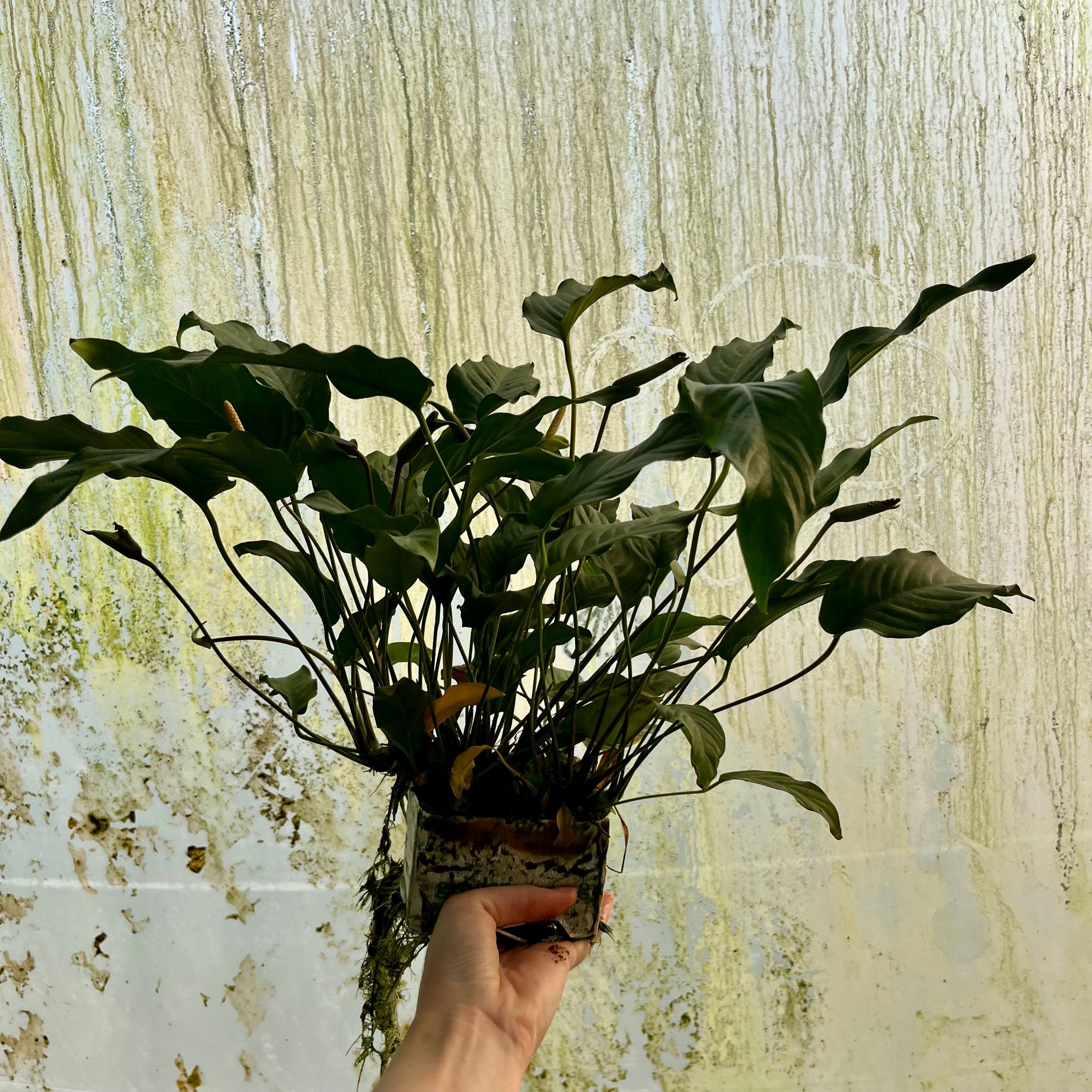 Pisces Enterprises One Only Anubias Emerald Heart Mother Plant - Extra-special, Advanced Plant - One Only Anubias Mother Plants - Aquarium Plants Australia