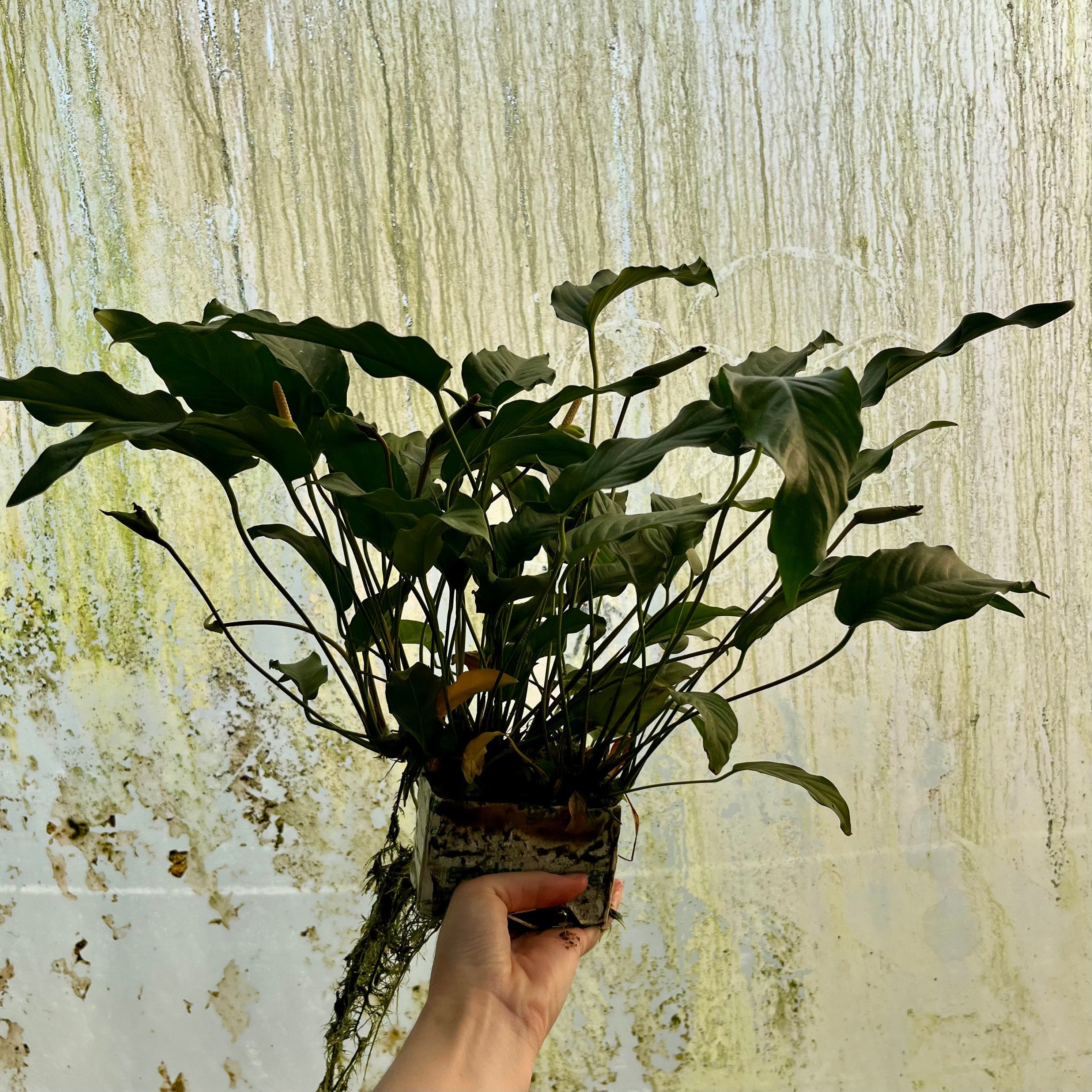 Pisces Enterprises One Only Anubias Emerald Heart Mother Plant - Extra-special, Advanced Plant - One Only Anubias Mother Plants - Aquarium Plants Australia