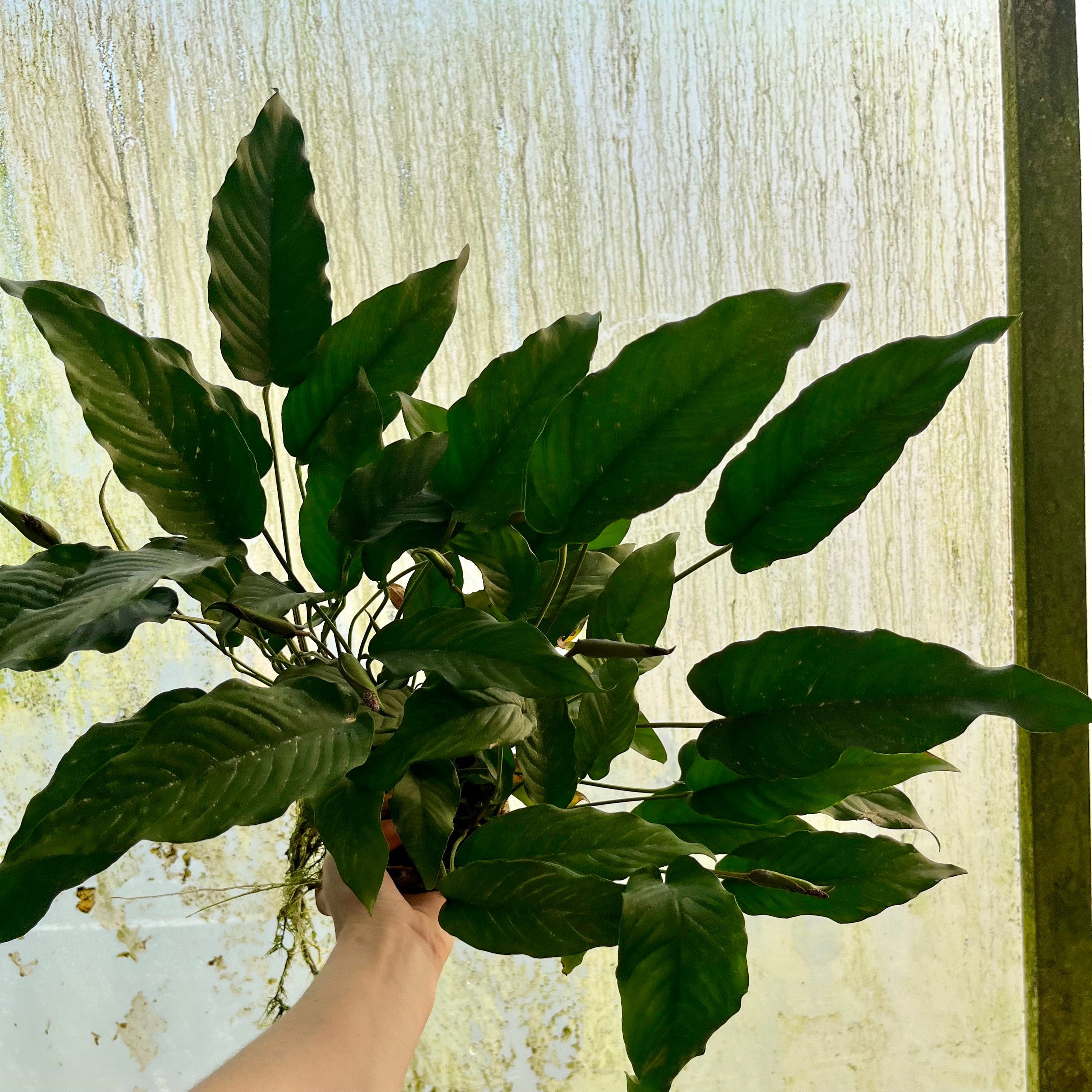 Pisces Enterprises One Only Anubias Emerald Heart Mother Plant - Extra-special, Advanced Plant - One Only Anubias Mother Plants - Aquarium Plants Australia