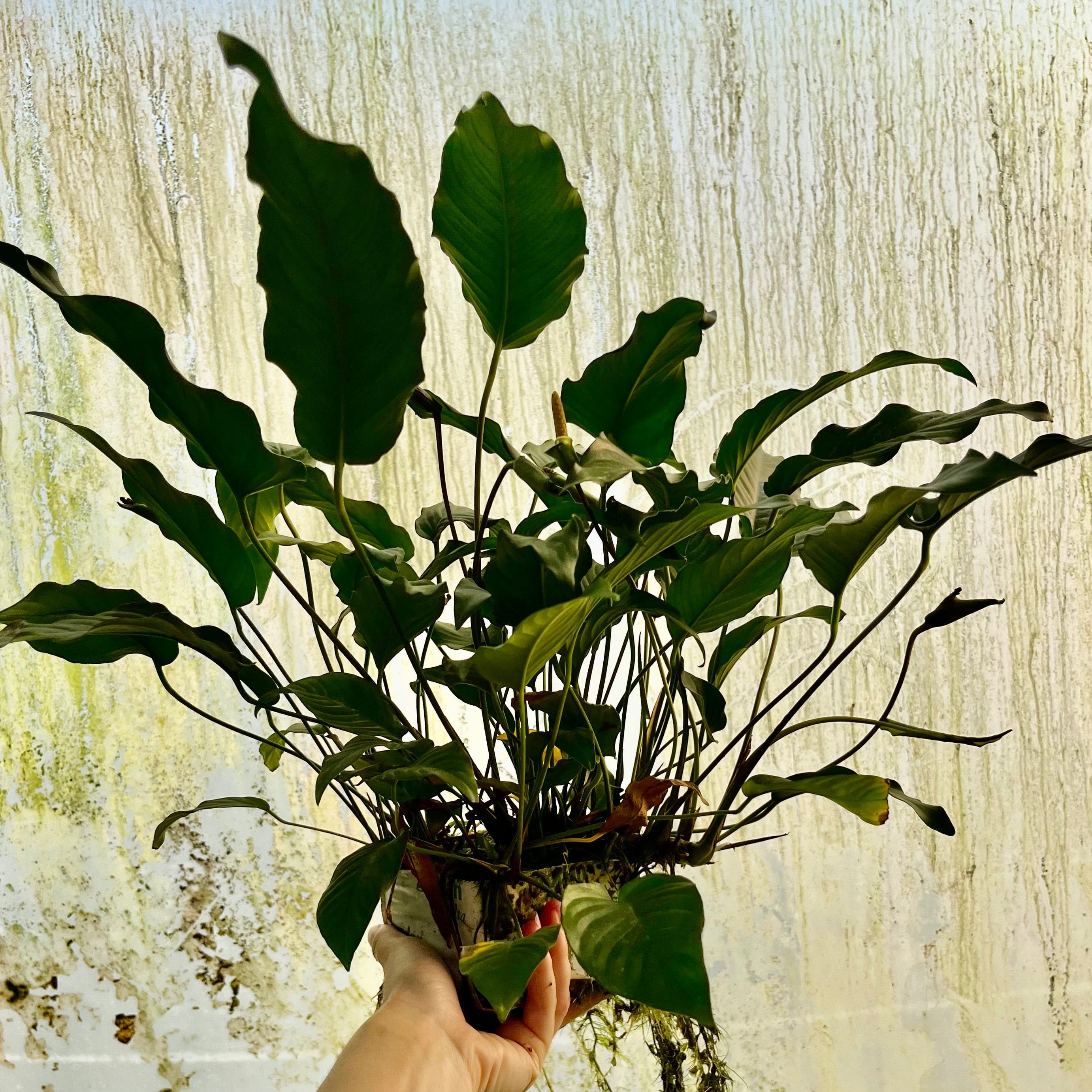 Pisces Enterprises One Only Anubias Emerald Heart Mother Plant - Extra-special, Advanced Plant - One Only Anubias Mother Plants - Aquarium Plants Australia