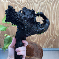 Pisces Enterprises One Only Anubias 'Emerald Heart' on Large Driftwood Creation - ONE ONLY Anubias Petite Emerald Heart on Large Driftwood - One Only Scapeshop Australia