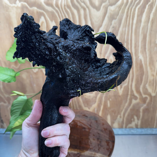 Pisces Enterprises One Only Anubias 'Emerald Heart' on Large Driftwood Creation - ONE ONLY Anubias Petite Emerald Heart on Large Driftwood - One Only Scapeshop Australia