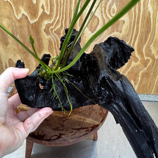 Pisces Enterprises One Only Anubias 'Emerald Heart' on Large Driftwood Creation - ONE ONLY Anubias Petite Emerald Heart on Large Driftwood - One Only Scapeshop Australia