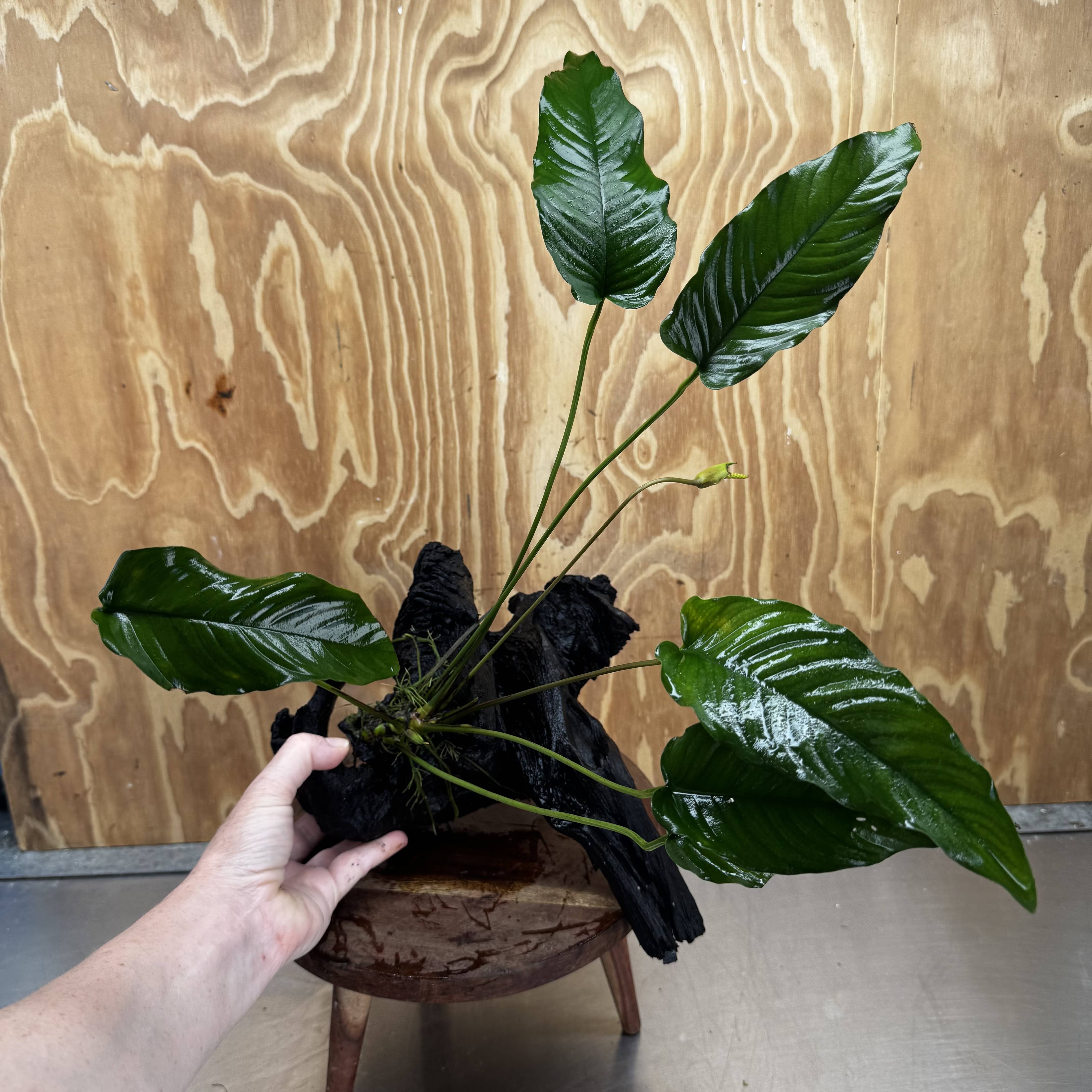Pisces Enterprises One Only Anubias 'Emerald Heart' on Large Driftwood Creation - ONE ONLY Anubias Petite Emerald Heart on Large Driftwood - One Only Scapeshop Australia