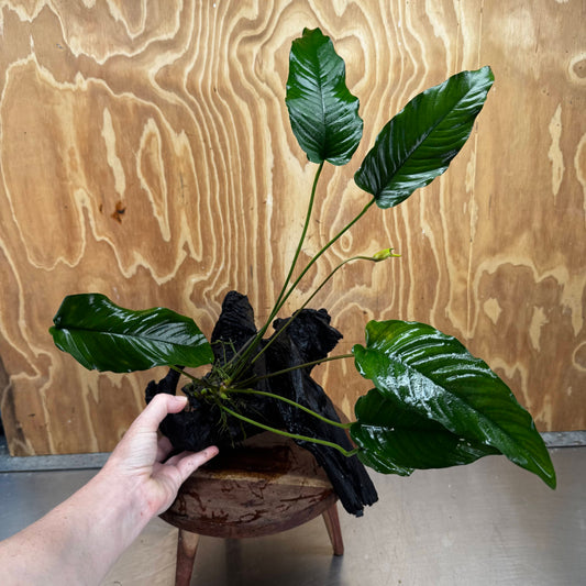 Pisces Enterprises One Only Anubias 'Emerald Heart' on Large Driftwood Creation - ONE ONLY Anubias Petite Emerald Heart on Large Driftwood - One Only Scapeshop Australia