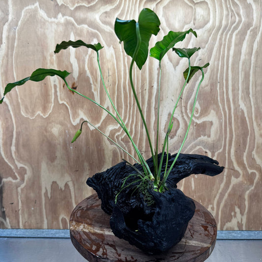 Pisces Enterprises One Only Anubias 'Emerald Heart' on Large Driftwood Creation - ONE ONLY Anubias Petite Emerald Heart on Large Driftwood - One Only Scapeshop Australia