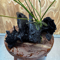 Pisces Enterprises One Only Anubias 'Emerald Heart' on Large Driftwood Creation - ONE ONLY Anubias Petite Emerald Heart on Large Driftwood - One Only Scapeshop Australia