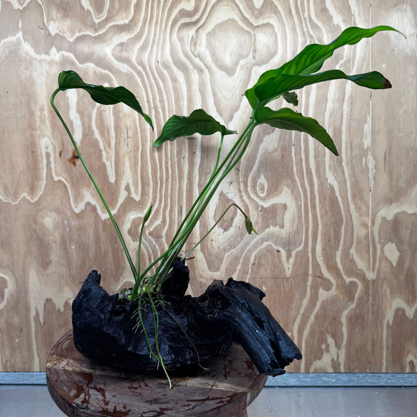 Pisces Enterprises One Only Anubias 'Emerald Heart' on Large Driftwood Creation - ONE ONLY Anubias Petite Emerald Heart on Large Driftwood - One Only Scapeshop Australia