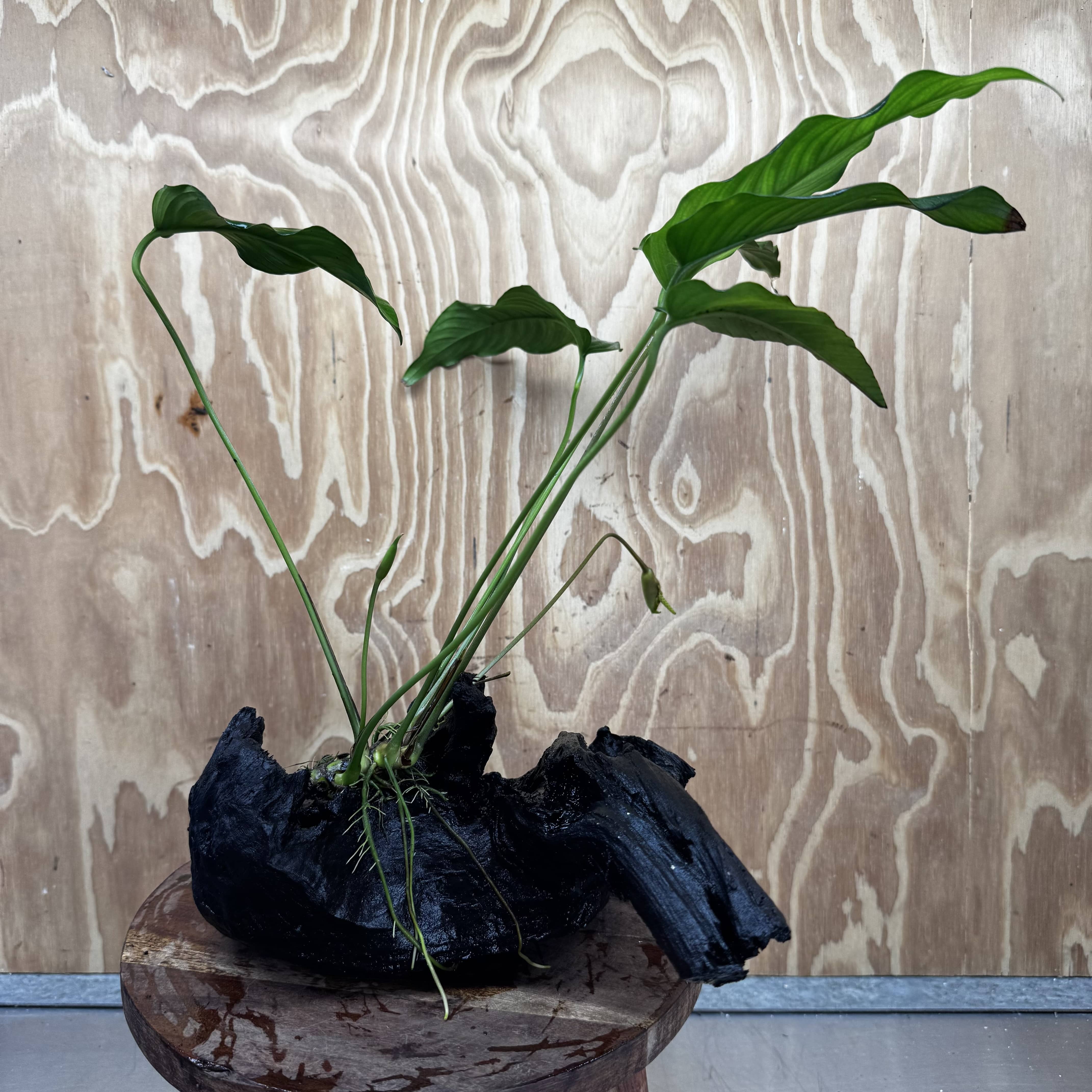 Pisces Enterprises One Only Anubias 'Emerald Heart' on Large Driftwood Creation - ONE ONLY Anubias Petite Emerald Heart on Large Driftwood - One Only Scapeshop Australia