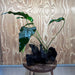 Pisces Enterprises One Only Anubias 'Emerald Heart' on Large Driftwood Creation - ONE ONLY Anubias Petite Emerald Heart on Large Driftwood - One Only Scapeshop Australia
