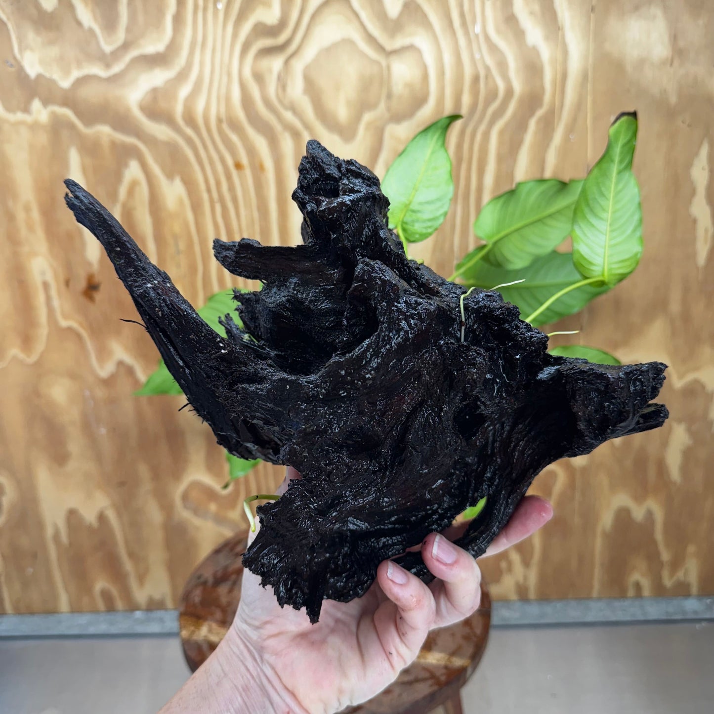 Pisces Enterprises One Only Anubias 'Emerald Heart' on Large Driftwood Creation - ONE ONLY - Amazing Anubias Emerald Heart on Large Driftwood Buy - Aquarium Feature Plants