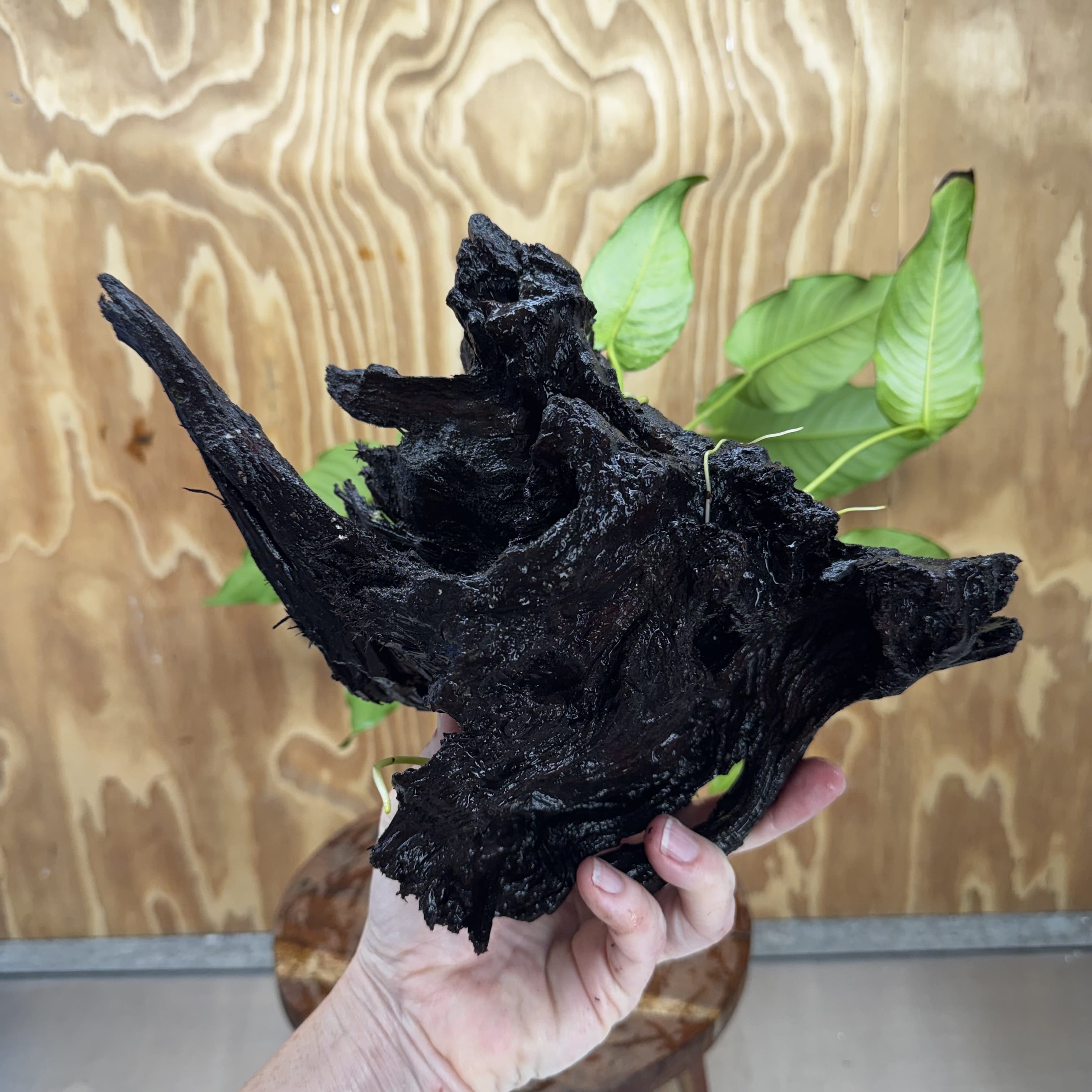 Pisces Enterprises One Only Anubias 'Emerald Heart' on Large Driftwood Creation - ONE ONLY - Amazing Anubias Emerald Heart on Large Driftwood Buy - Aquarium Feature Plants