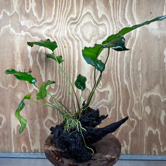 Pisces Enterprises One Only Anubias 'Emerald Heart' on Large Driftwood Creation - ONE ONLY - Amazing Anubias Emerald Heart on Large Driftwood Buy - Aquarium Feature Plants