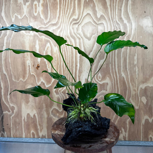 Pisces Enterprises One Only Anubias 'Emerald Heart' on Large Driftwood Creation - ONE ONLY - Amazing Anubias Emerald Heart on Large Driftwood Buy - Aquarium Feature Plants