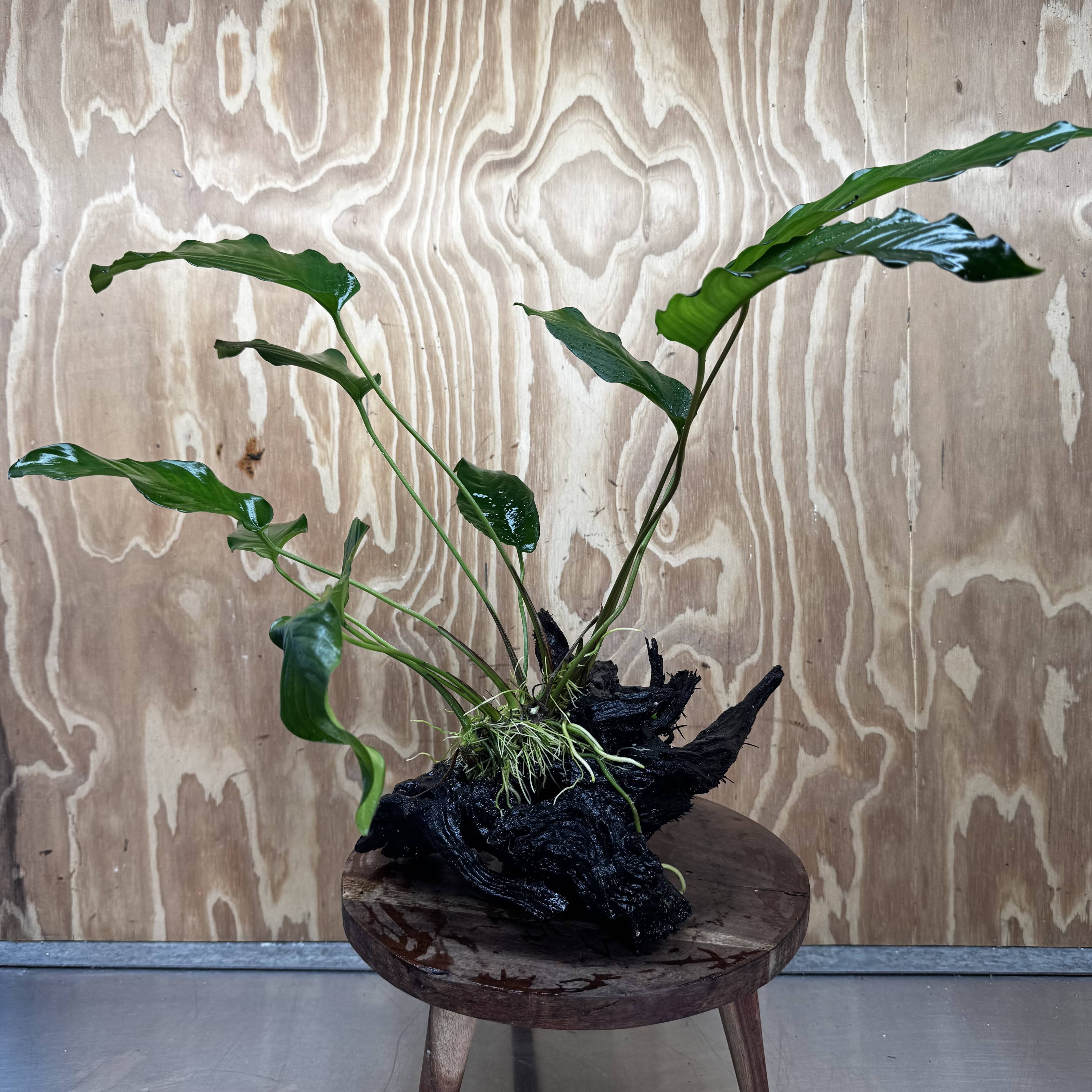Pisces Enterprises One Only Anubias 'Emerald Heart' on Large Driftwood Creation - ONE ONLY - Amazing Anubias Emerald Heart on Large Driftwood Buy - Aquarium Feature Plants
