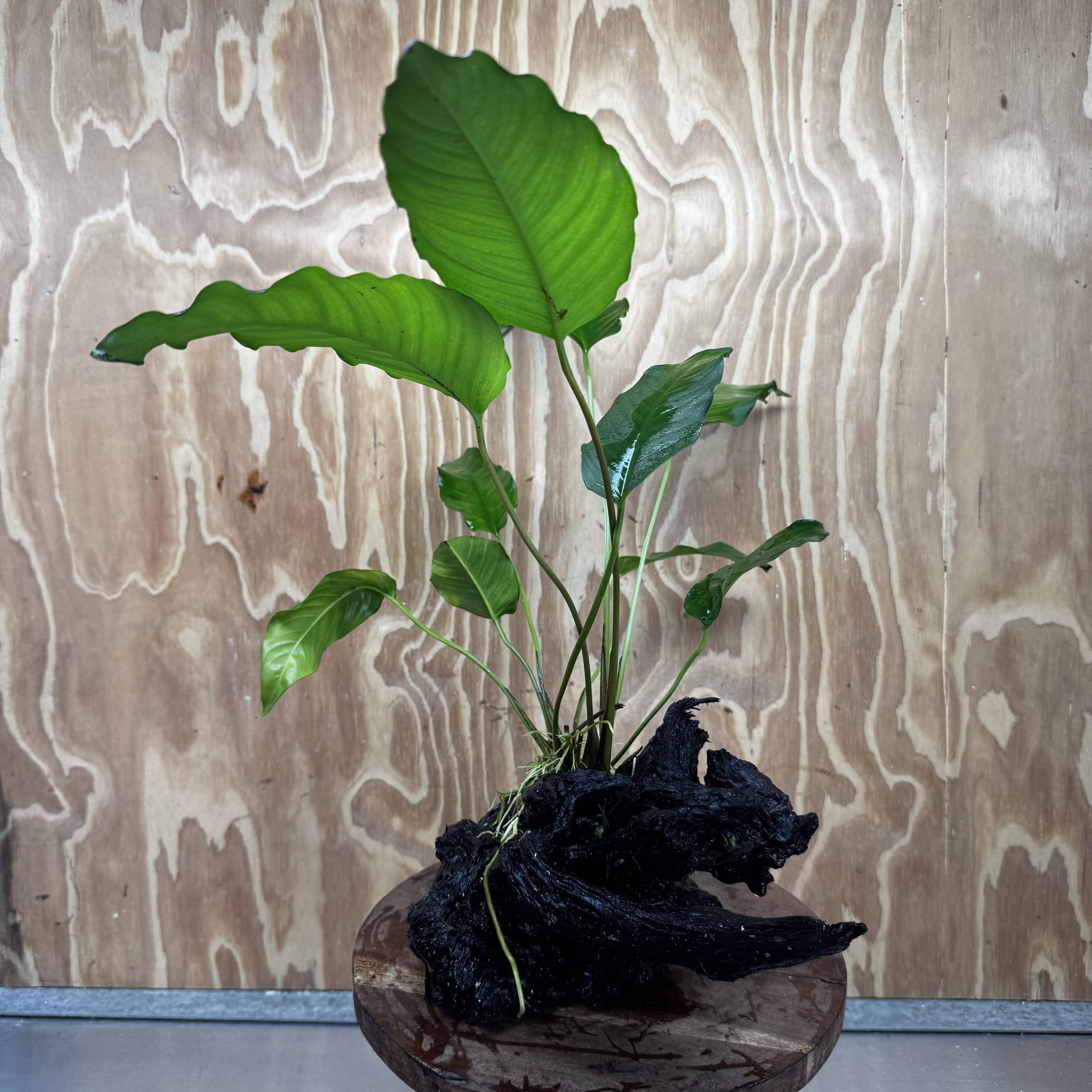 Pisces Enterprises One Only Anubias 'Emerald Heart' on Large Driftwood Creation - ONE ONLY - Amazing Anubias Emerald Heart on Large Driftwood Buy - Aquarium Feature Plants