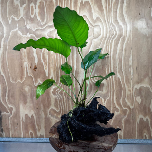 Pisces Enterprises One Only Anubias 'Emerald Heart' on Large Driftwood Creation - ONE ONLY - Amazing Anubias Emerald Heart on Large Driftwood Buy - Aquarium Feature Plants