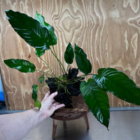 Pisces Enterprises One Only Anubias 'Emerald Heart' on Large Driftwood Creation - ONE ONLY - Amazing Anubias Emerald Heart on Large Driftwood Buy - Aquarium Feature Plants