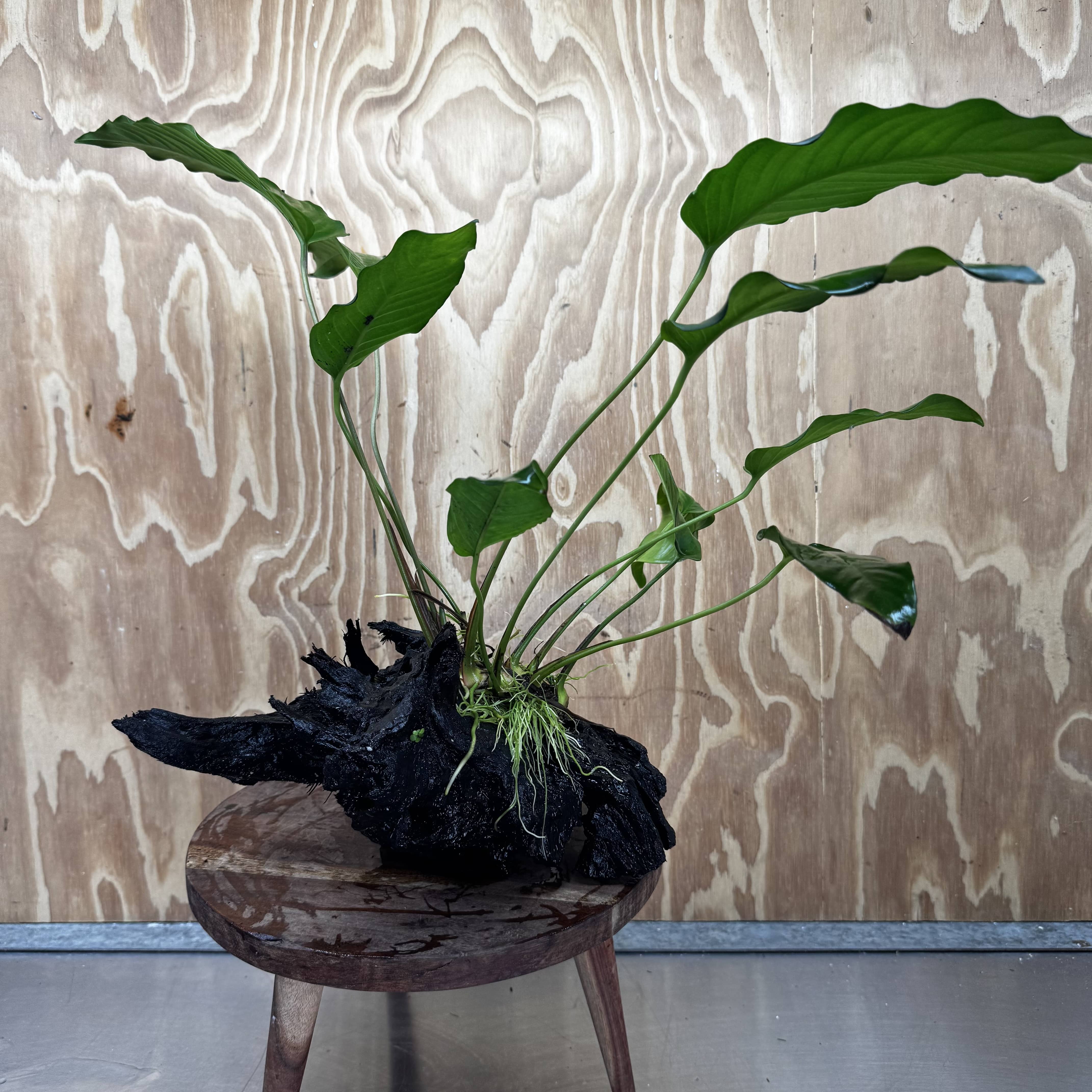 Pisces Enterprises One Only Anubias 'Emerald Heart' on Large Driftwood Creation - ONE ONLY - Amazing Anubias Emerald Heart on Large Driftwood Buy - Aquarium Feature Plants