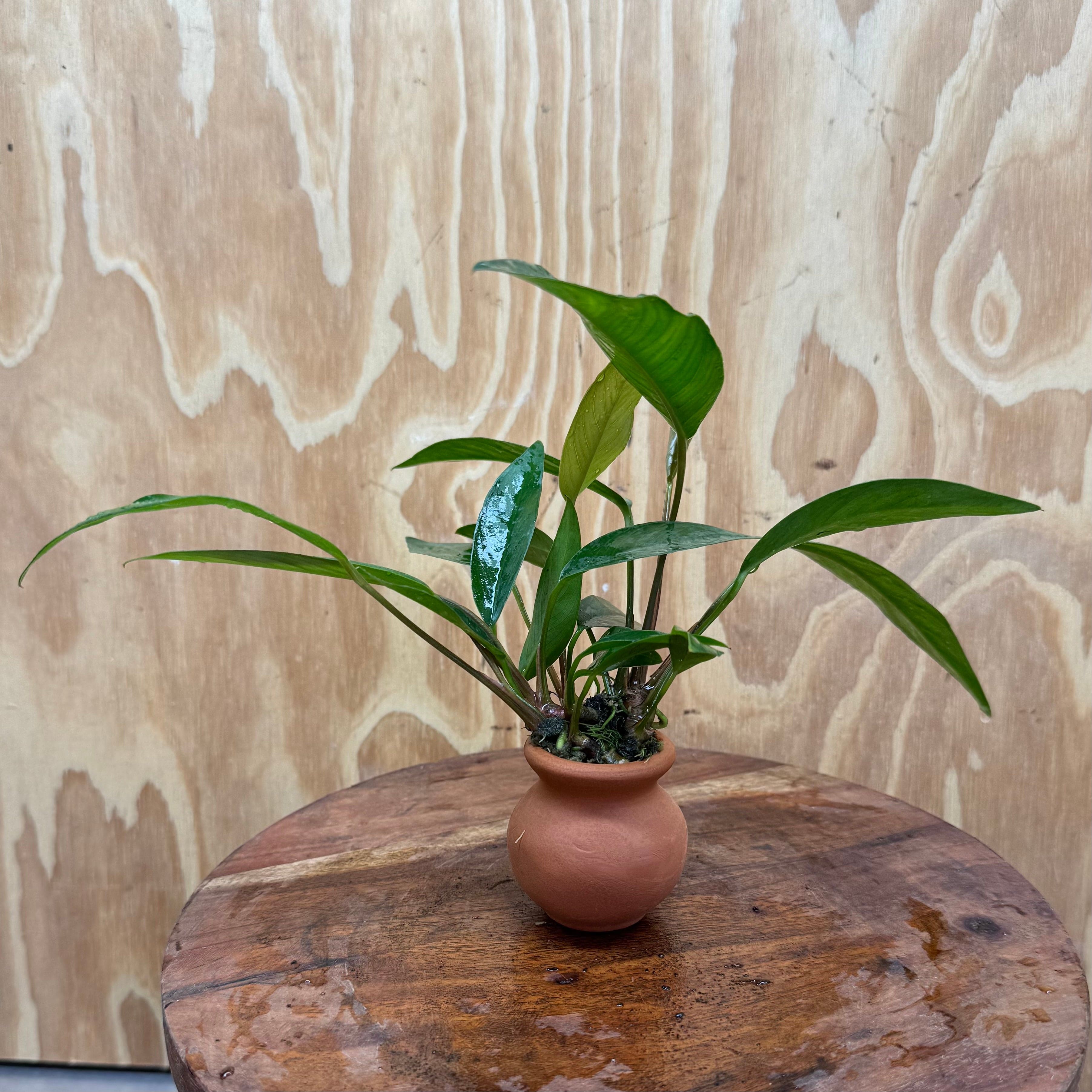 Scapeshop.com.au One Only Anubias Hybrid Vase Urn - One Only Anubias OT Afzelli Vase Urn One Only - Buy Aquarium Plants Australia