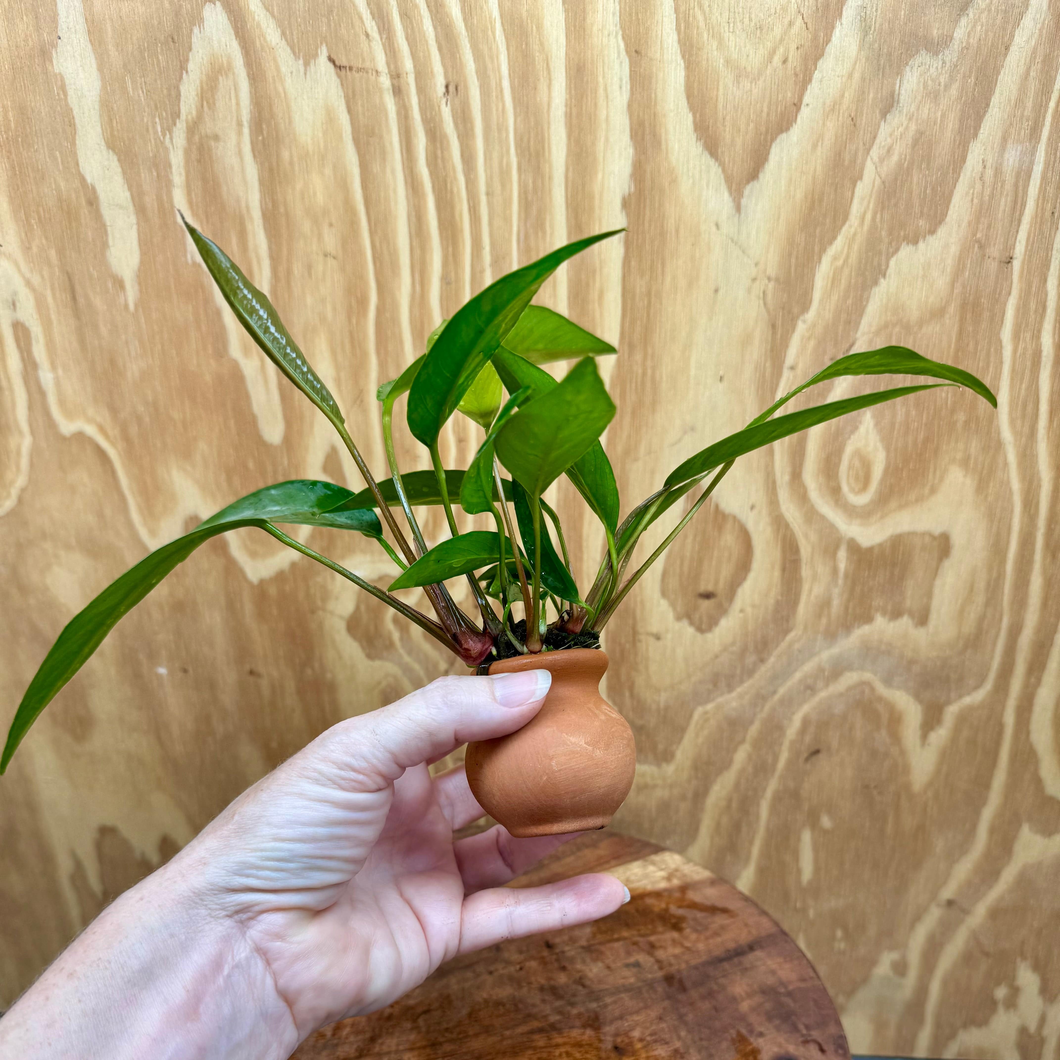 Scapeshop.com.au One Only Anubias Hybrid Vase Urn - One Only Anubias OT Afzelli Vase Urn One Only - Buy Aquarium Plants Australia