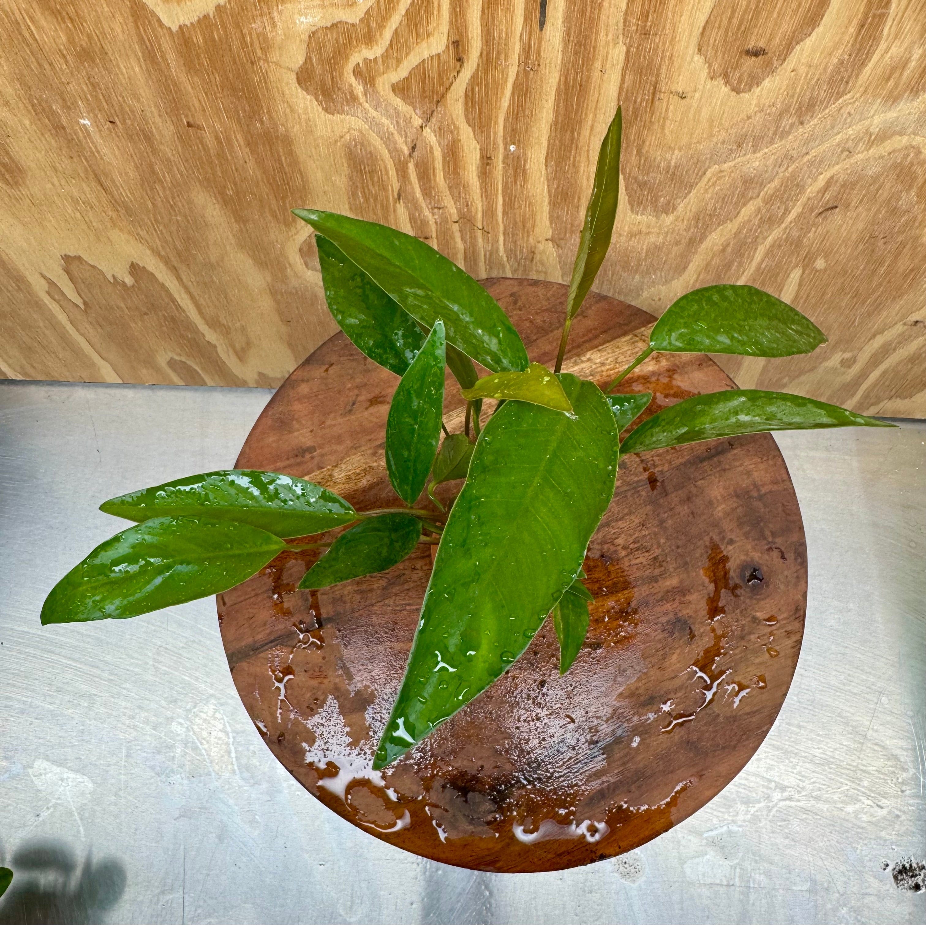 Scapeshop.com.au One Only Anubias Hybrid Vase Urn - One Only Anubias OT Afzelli Vase Urn One Only - Buy Aquarium Plants Australia