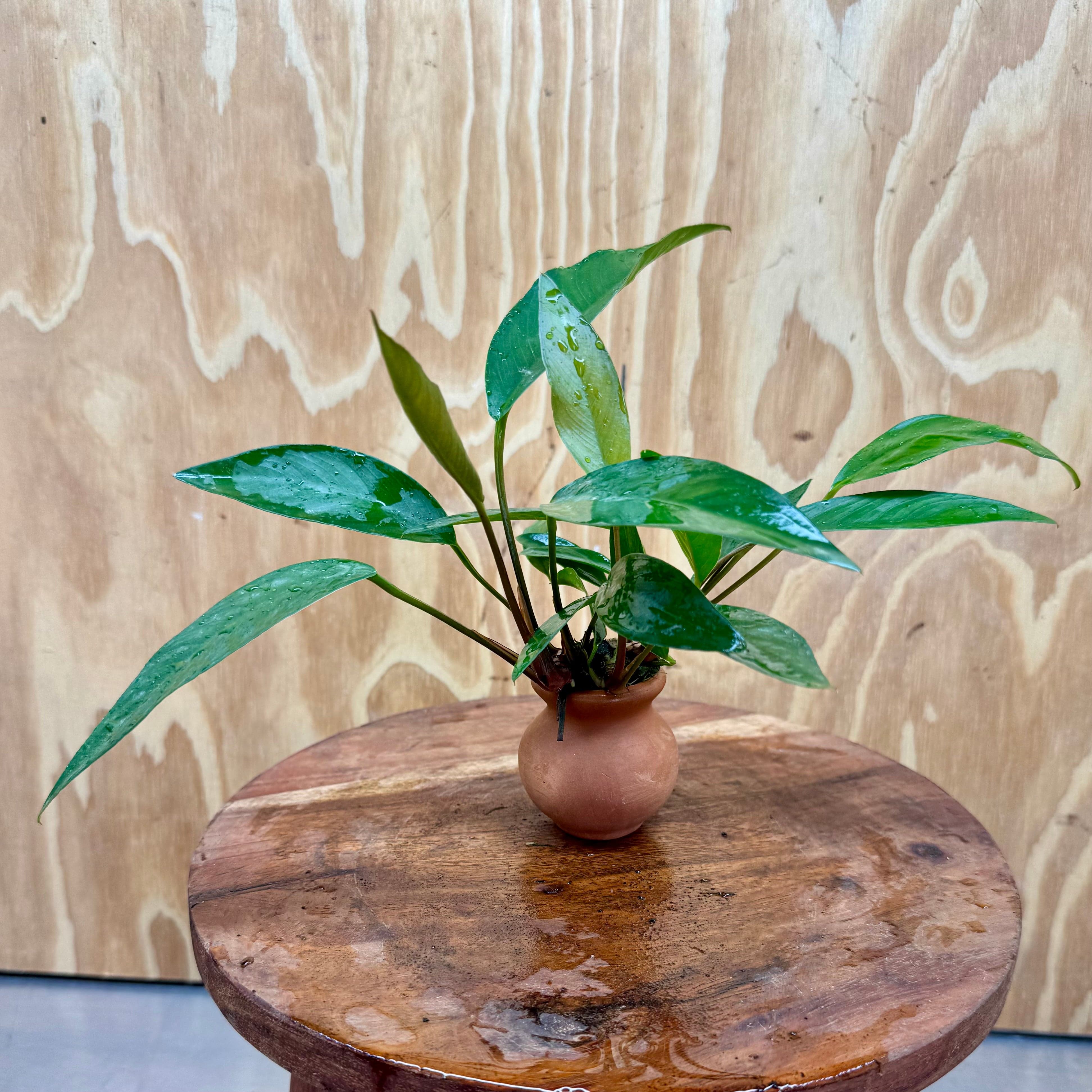 Scapeshop.com.au One Only Anubias Hybrid Vase Urn - One Only Anubias OT Afzelli Vase Urn One Only - Buy Aquarium Plants Australia