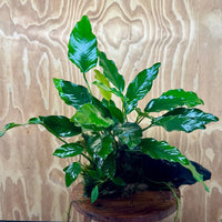 Pisces Enterprises One Only Anubias 'Isabelle' on Extra-Large Driftwood Creation - ONE ONLY - Elegant Anubias Isabelle on Extra-Large Driftwood - One Only  Scapeshop Australia