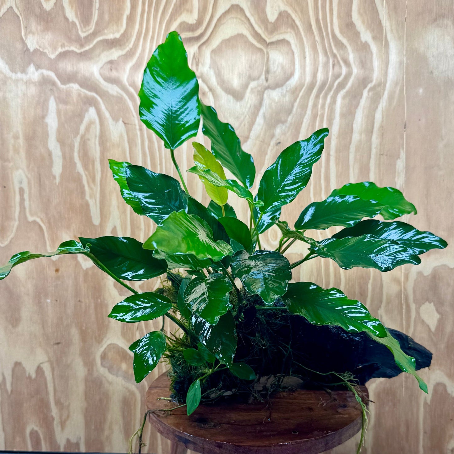 Pisces Enterprises One Only Anubias 'Isabelle' on Extra-Large Driftwood Creation - ONE ONLY - Elegant Anubias Isabelle on Extra-Large Driftwood - One Only  Scapeshop Australia