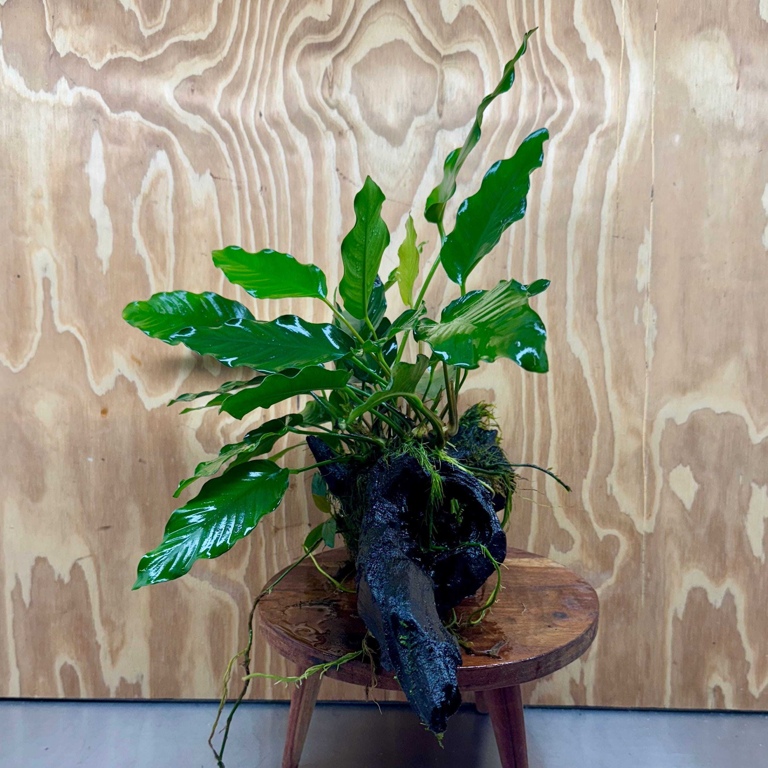 Pisces Enterprises One Only Anubias 'Isabelle' on Extra-Large Driftwood Creation - ONE ONLY - Elegant Anubias Isabelle on Extra-Large Driftwood - One Only  Scapeshop Australia