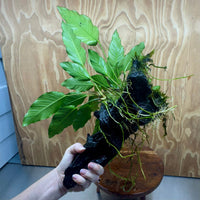 Pisces Enterprises One Only Anubias 'Isabelle' on Extra-Large Driftwood Creation - ONE ONLY - Elegant Anubias Isabelle on Extra-Large Driftwood - One Only  Scapeshop Australia