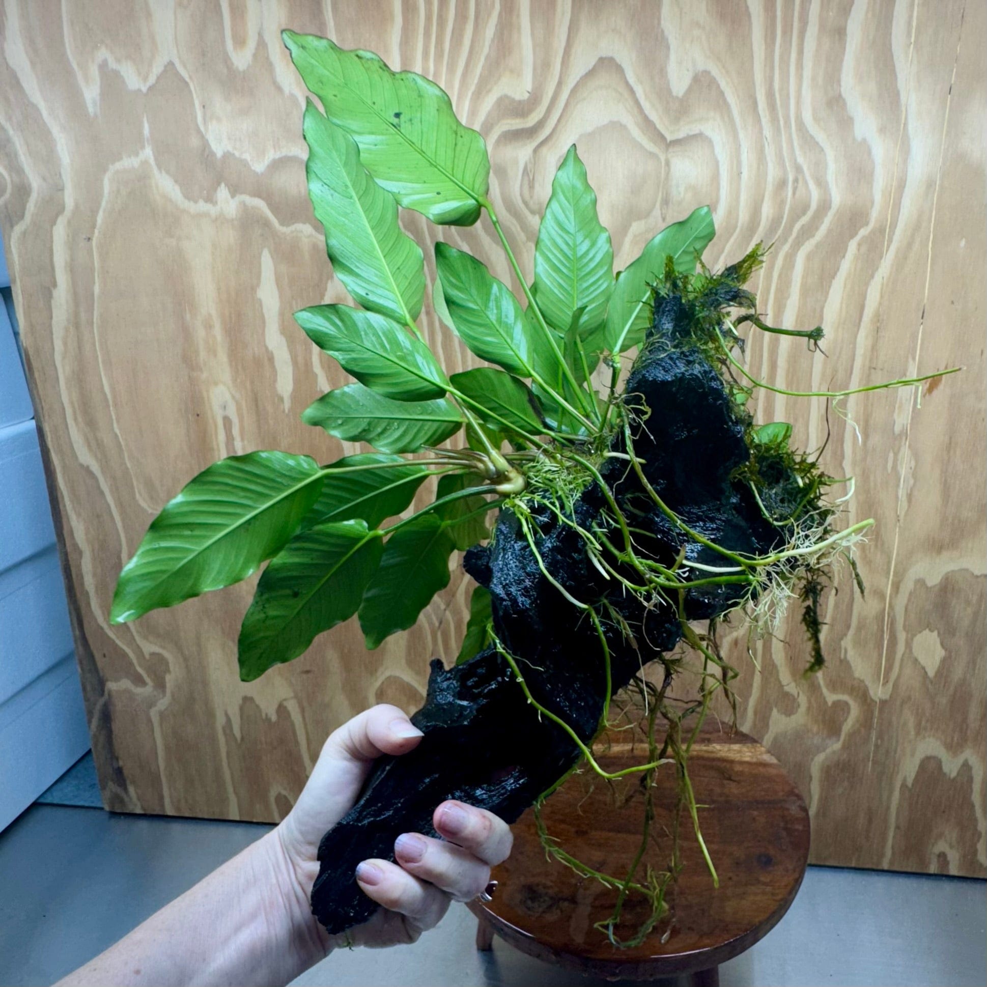 Pisces Enterprises One Only Anubias 'Isabelle' on Extra-Large Driftwood Creation - ONE ONLY - Elegant Anubias Isabelle on Extra-Large Driftwood - One Only  Scapeshop Australia