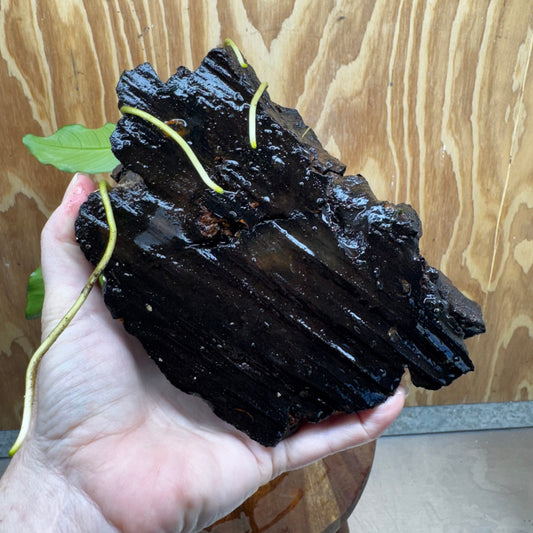 Pisces Enterprises One Only Anubias ‘Isabelle' on Medium Driftwood Creation - One Only - Happy Anubias Isabelle on Medium Driftwood ONE ONLY Scapeshop Aquarium Plant
