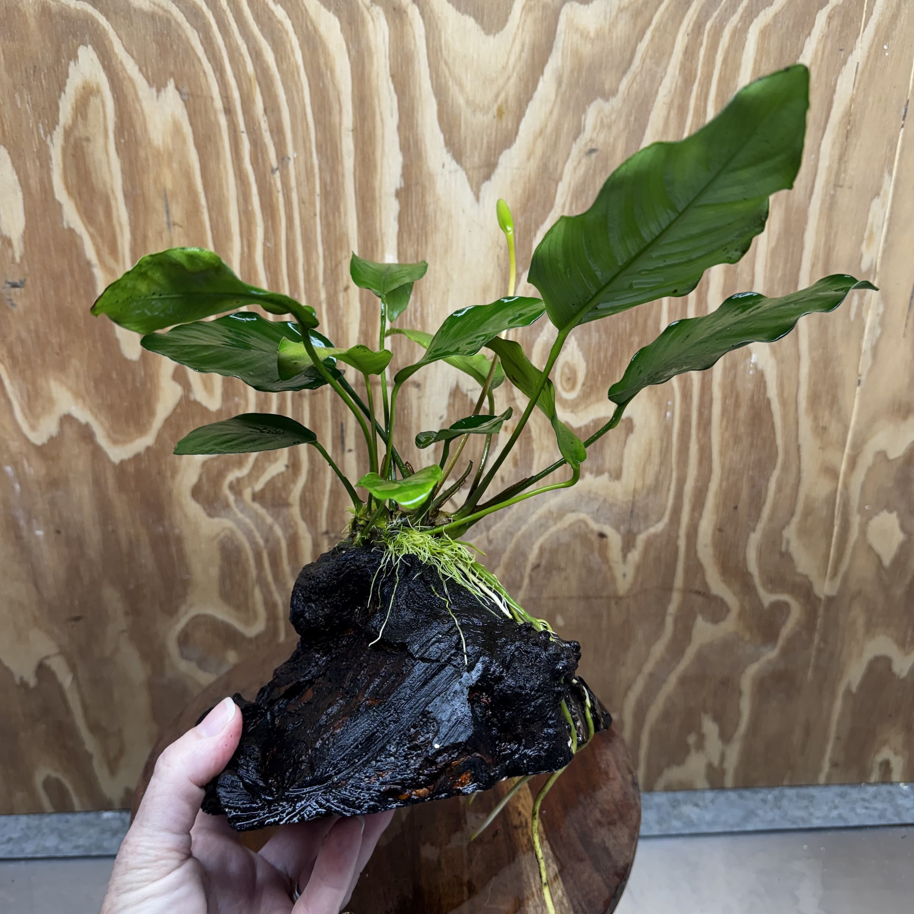 Pisces Enterprises One Only Anubias ‘Isabelle' on Medium Driftwood Creation - One Only - Happy Anubias Isabelle on Medium Driftwood ONE ONLY Scapeshop Aquarium Plant