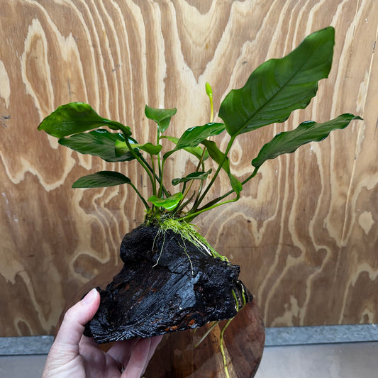 Pisces Enterprises One Only Anubias ‘Isabelle' on Medium Driftwood Creation - One Only - Happy Anubias Isabelle on Medium Driftwood ONE ONLY Scapeshop Aquarium Plant