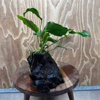 Pisces Enterprises One Only Anubias ‘Isabelle' on Medium Driftwood Creation - One Only - Happy Anubias Isabelle on Medium Driftwood ONE ONLY Scapeshop Aquarium Plant