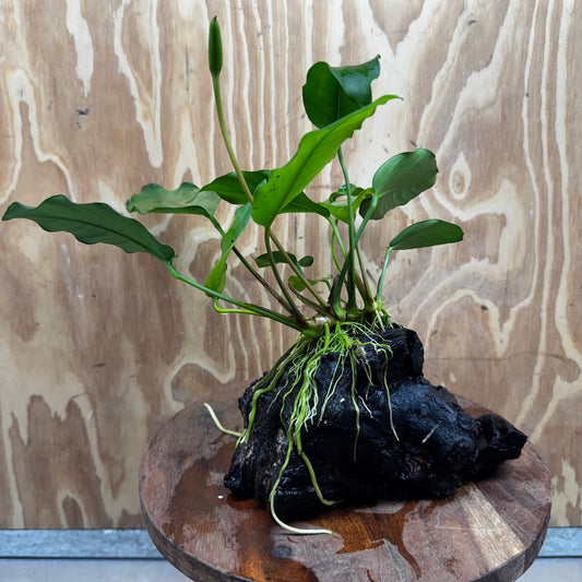 Pisces Enterprises One Only Anubias ‘Isabelle' on Medium Driftwood Creation - One Only - Happy Anubias Isabelle on Medium Driftwood ONE ONLY Scapeshop Aquarium Plant