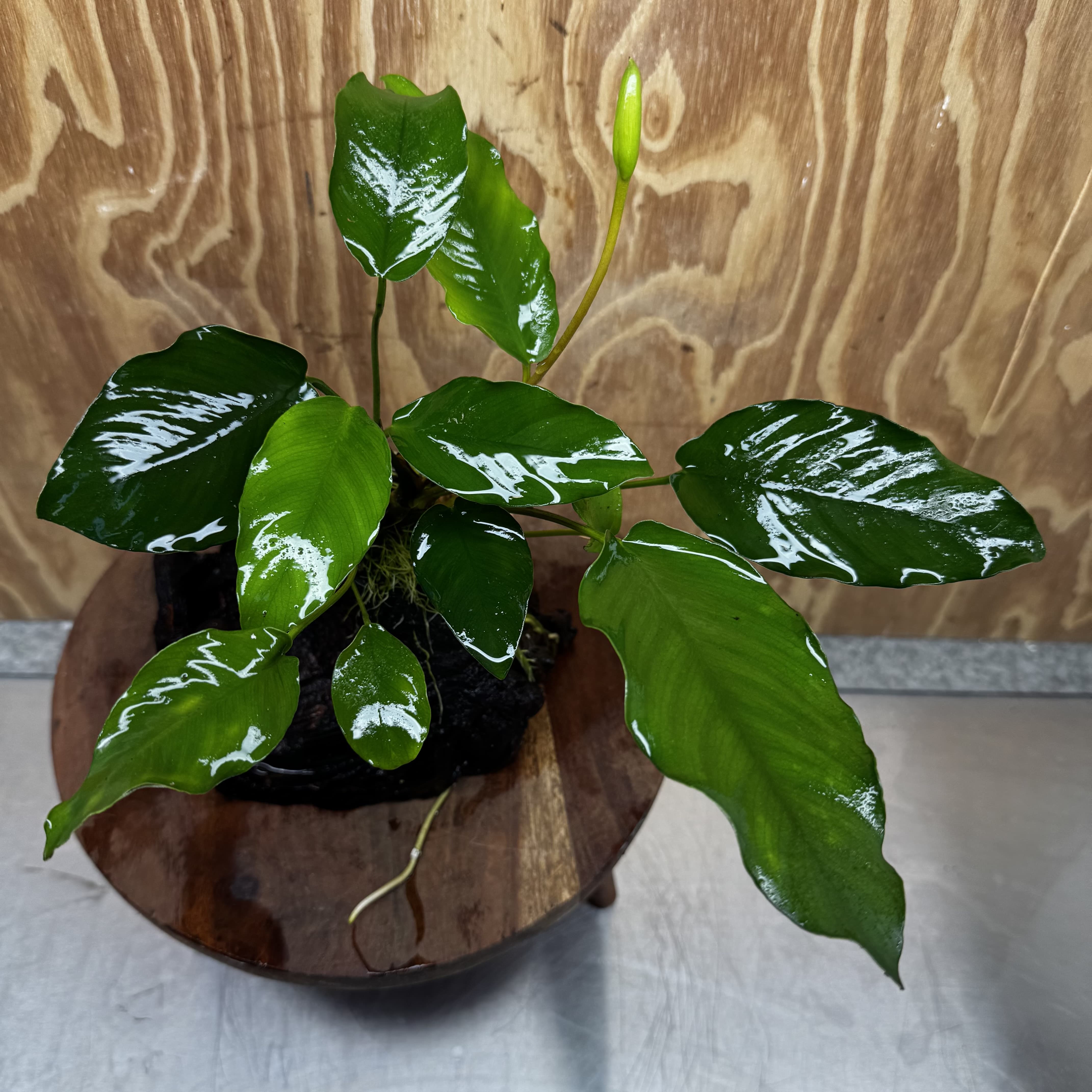 Pisces Enterprises One Only Anubias ‘Isabelle' on Medium Driftwood Creation - One Only - Happy Anubias Isabelle on Medium Driftwood ONE ONLY Scapeshop Aquarium Plant