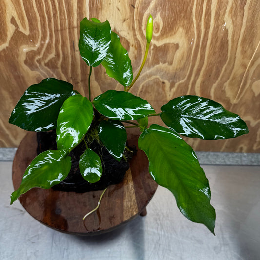 Pisces Enterprises One Only Anubias ‘Isabelle' on Medium Driftwood Creation - One Only - Happy Anubias Isabelle on Medium Driftwood ONE ONLY Scapeshop Aquarium Plant