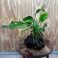 Pisces Enterprises One Only Anubias ‘Isabelle' on Medium Driftwood Creation - One Only - Happy Anubias Isabelle on Medium Driftwood ONE ONLY Scapeshop Aquarium Plant