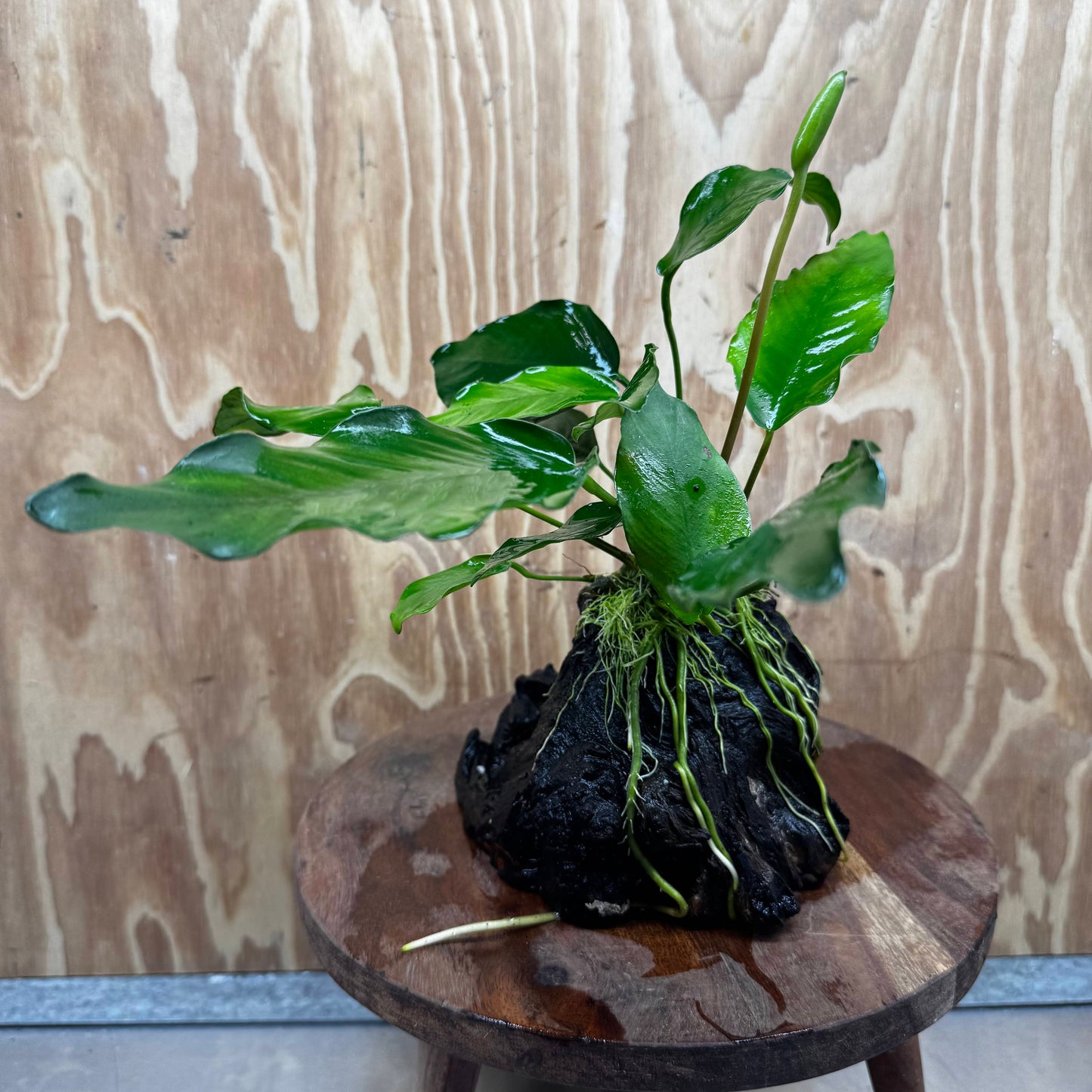 Pisces Enterprises One Only Anubias ‘Isabelle' on Medium Driftwood Creation - One Only - Happy Anubias Isabelle on Medium Driftwood ONE ONLY Scapeshop Aquarium Plant