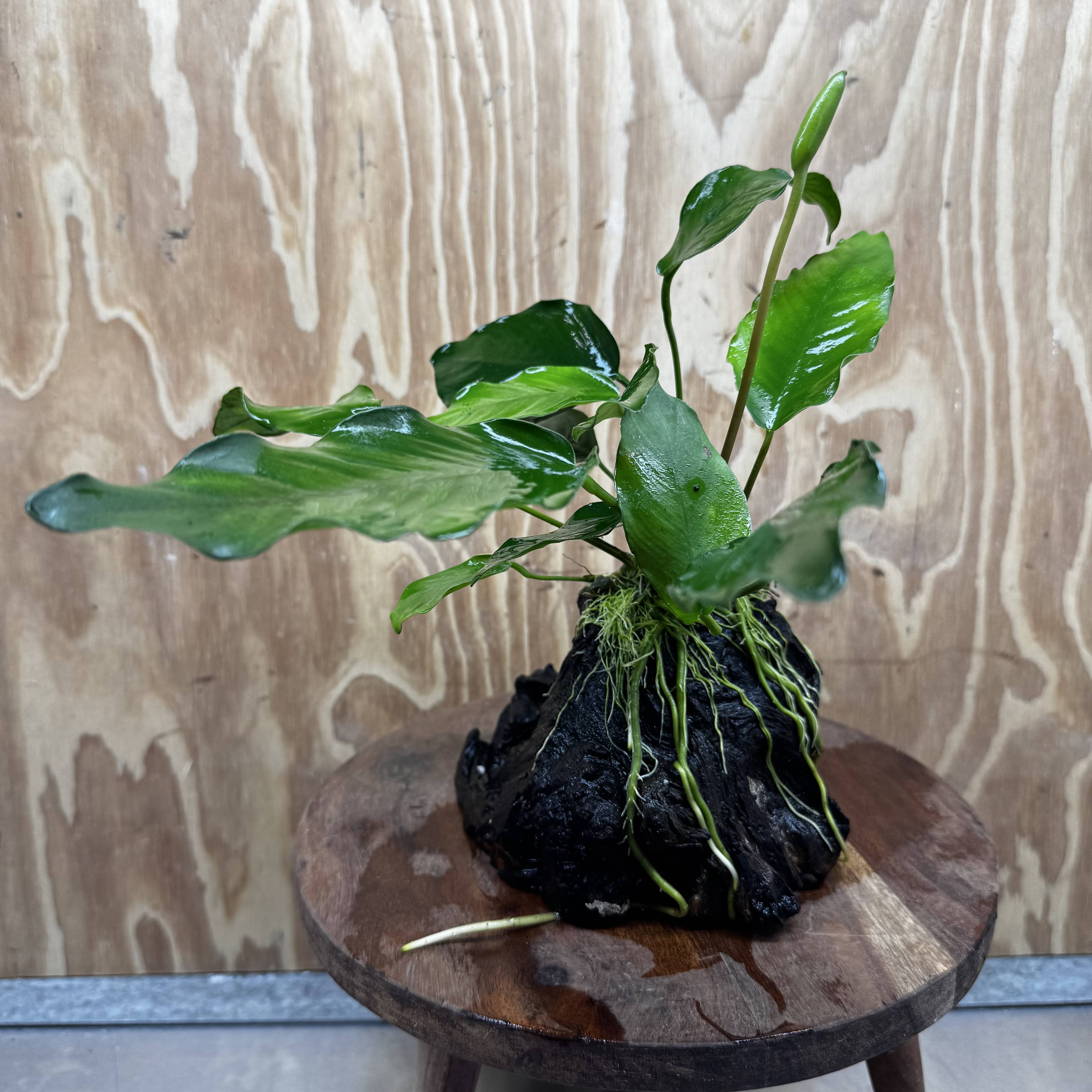 Pisces Enterprises One Only Anubias ‘Isabelle' on Medium Driftwood Creation - One Only - Happy Anubias Isabelle on Medium Driftwood ONE ONLY Scapeshop Aquarium Plant