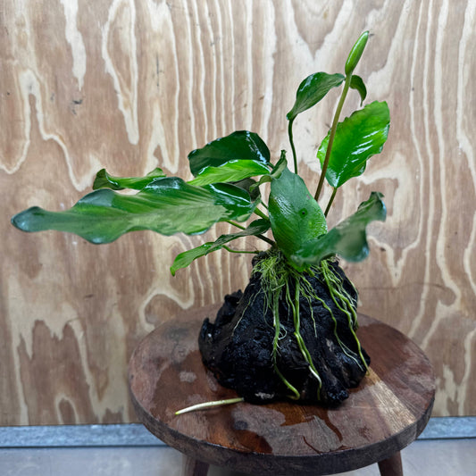 Pisces Enterprises One Only Anubias ‘Isabelle' on Medium Driftwood Creation - One Only - Happy Anubias Isabelle on Medium Driftwood ONE ONLY Scapeshop Aquarium Plant