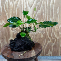 Pisces Enterprises One Only Anubias ‘Isabelle' on Medium Driftwood Creation - One Only - Happy Anubias Isabelle on Medium Driftwood ONE ONLY Scapeshop Aquarium Plant