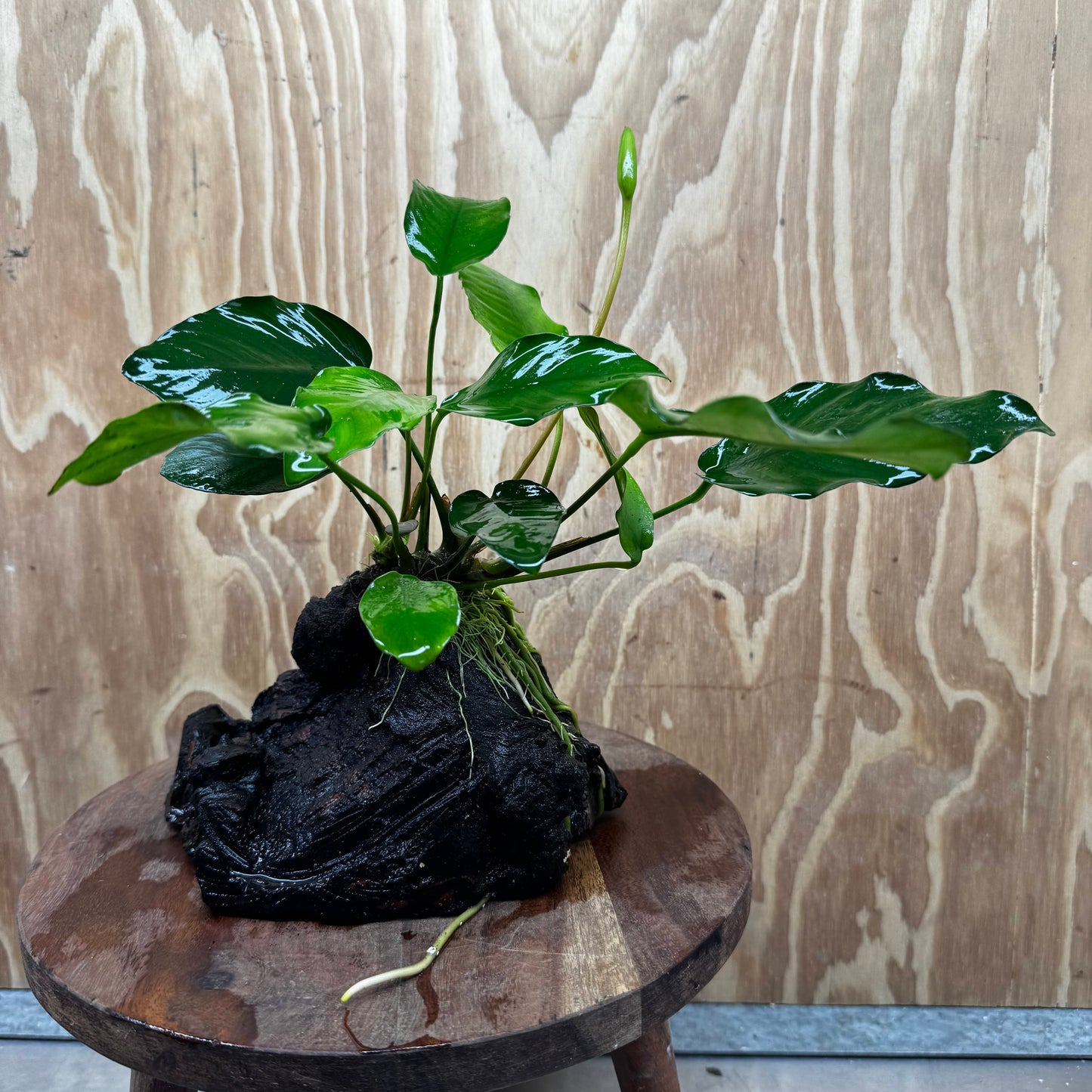 Pisces Enterprises One Only Anubias ‘Isabelle' on Medium Driftwood Creation - One Only - Happy Anubias Isabelle on Medium Driftwood ONE ONLY Scapeshop Aquarium Plant