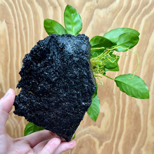 Pisces Enterprises One Only Anubias Jenny and Nana on Large Black Lava Rock Creation - One Only Anubias Jenny and Nana on Large Black Lava Rock Creation - One Only