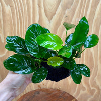 Pisces Enterprises One Only Anubias Jenny and Nana on Large Black Lava Rock Creation - One Only Anubias Jenny and Nana on Large Black Lava Rock Creation - One Only