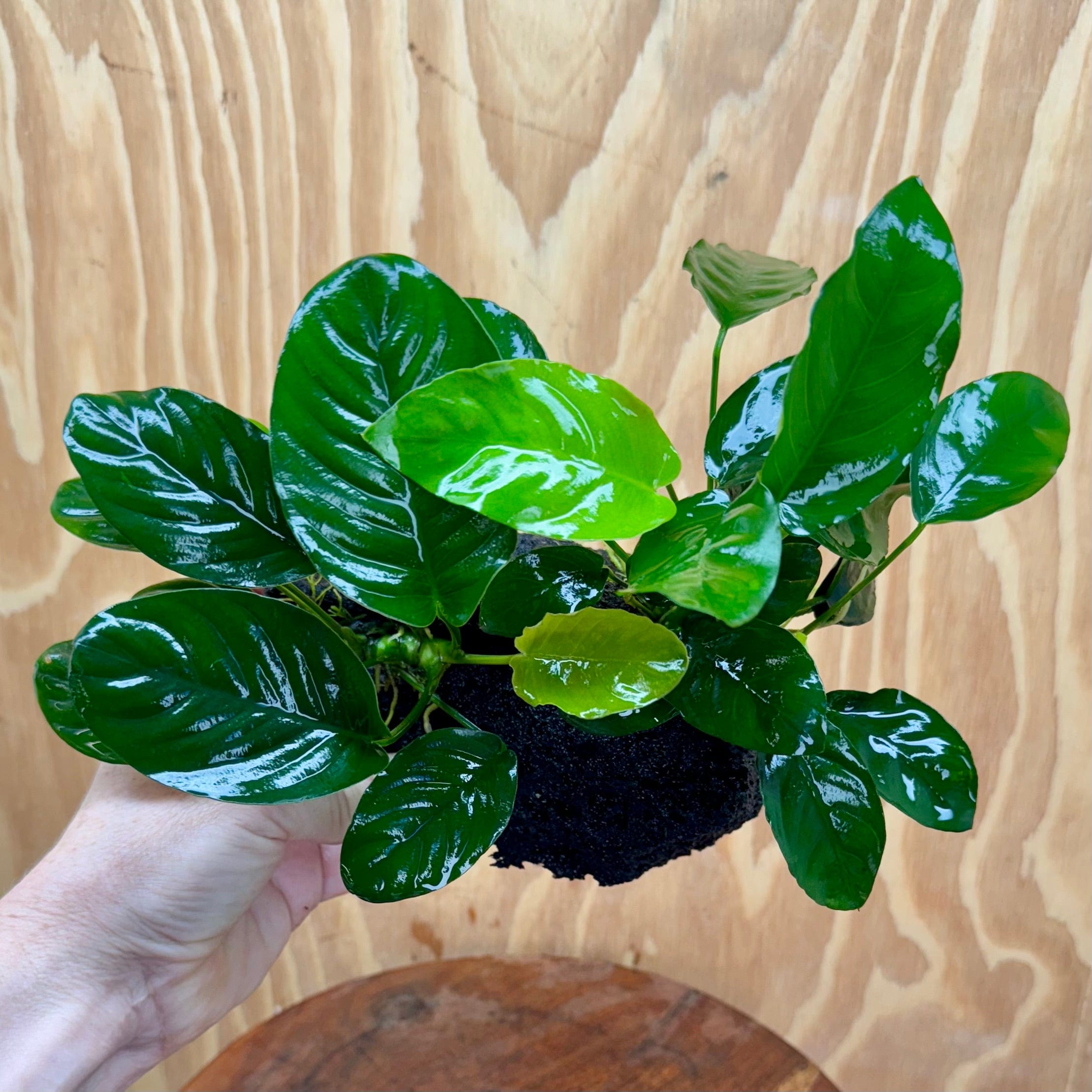Pisces Enterprises One Only Anubias Jenny and Nana on Large Black Lava Rock Creation - One Only Anubias Jenny and Nana on Large Black Lava Rock Creation - One Only